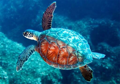 Stora havssköldpaddor - Turtle beach